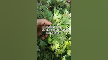 Cây ngải cứu là vị thuốc hỗ trợ các bệnh về đau nhức xương khớp hiệu quả tại nhà #baithuocdangian