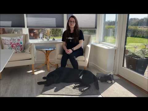 Video: Hvordan Man Vælger En Servicehund