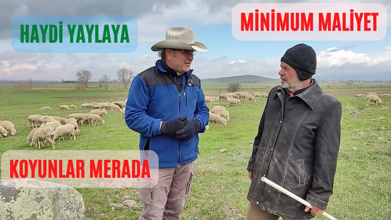 KOYUNLAR MERAYA ÇIKIYOR | ÇOBAN İLE SOHBET | BOLU DÖRTDİVAN