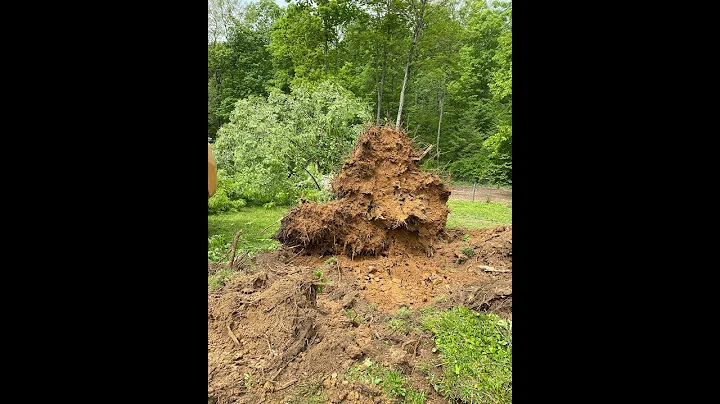 How To Take Down A 75ft Tree in Secs  |  Dale Size...