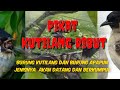 suara pikat kutilang ribut mp3 || pikat semua jenis burung