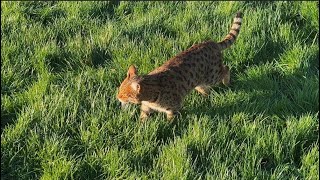 WHAT DOES BEAUTIFUL SAVANNAH CAT CHIP DREAM ABOUT?? 😻🤔 #savannahcats #cheetara #sleepqueen by Maggies Houz 442 views 4 months ago 1 minute, 2 seconds