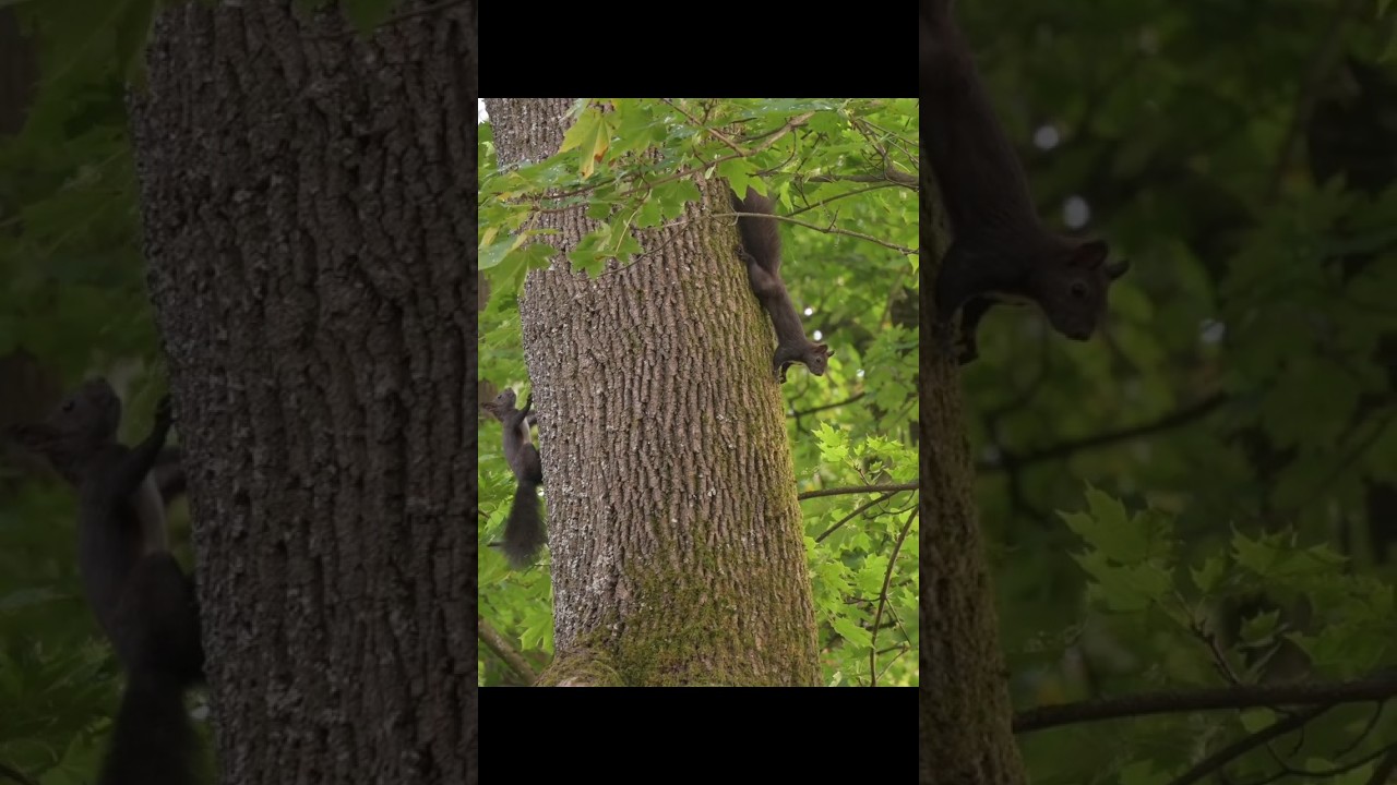 Hermanas ARDILLAS EN ACCIÓN ¡Locura Total! | Alemania | #ardillas #animales #shorts