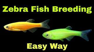 Zebra Fish Breeding Fish Male & Female Identification By Aquarium World Telugu