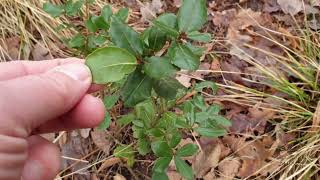 Quercus phillyreoides dub jasanovcovitý