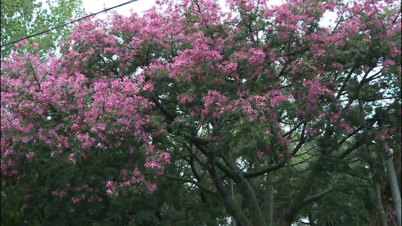 targetas de flores
