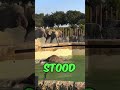 This elephants a hero 
