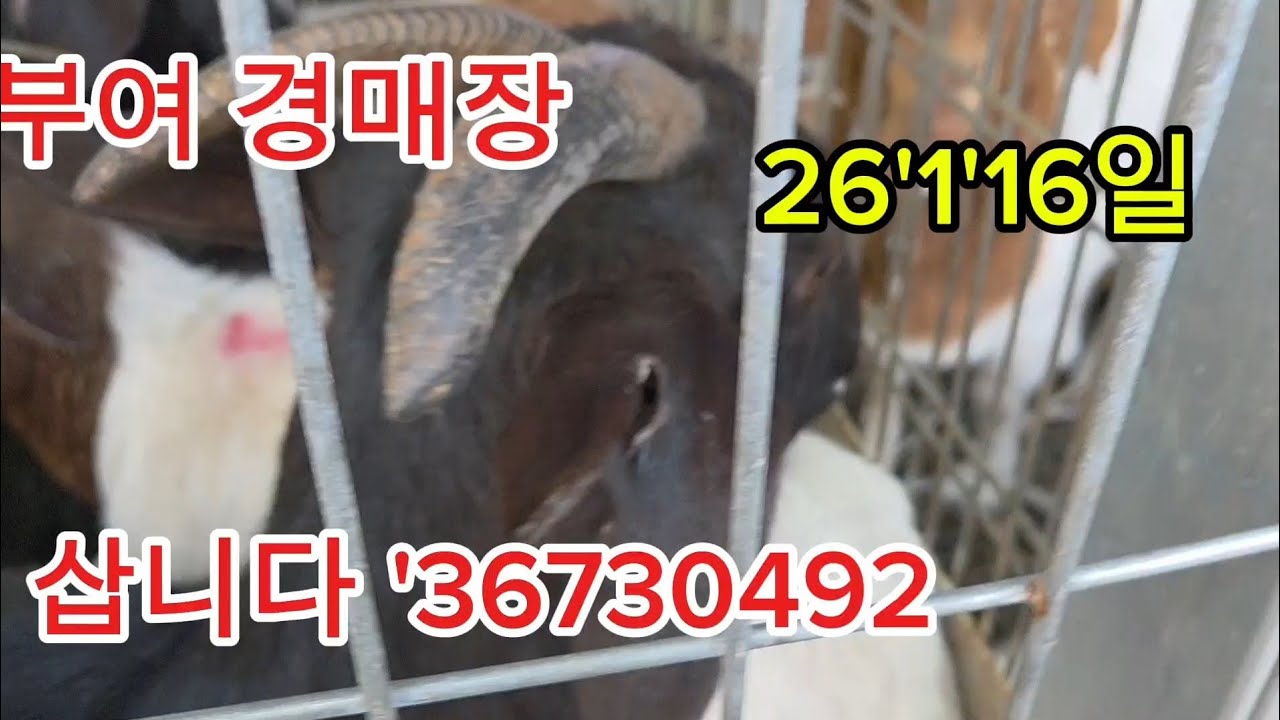 부여 경매장 가격 시세 공개 