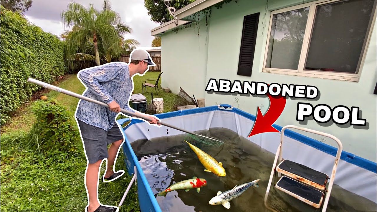 Saving Fish from Abandoned Pool Pond - YouTube