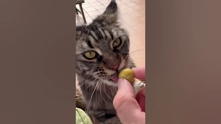 Watch the video about Les encantan las olivas!!! Y a los tuyos? Te leo cuéntame ☺️ #gatos #catvideos #mainecoon #garfield