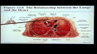Anatomy and Physiology Help: Chapter 23 Respiratory System screenshot 5