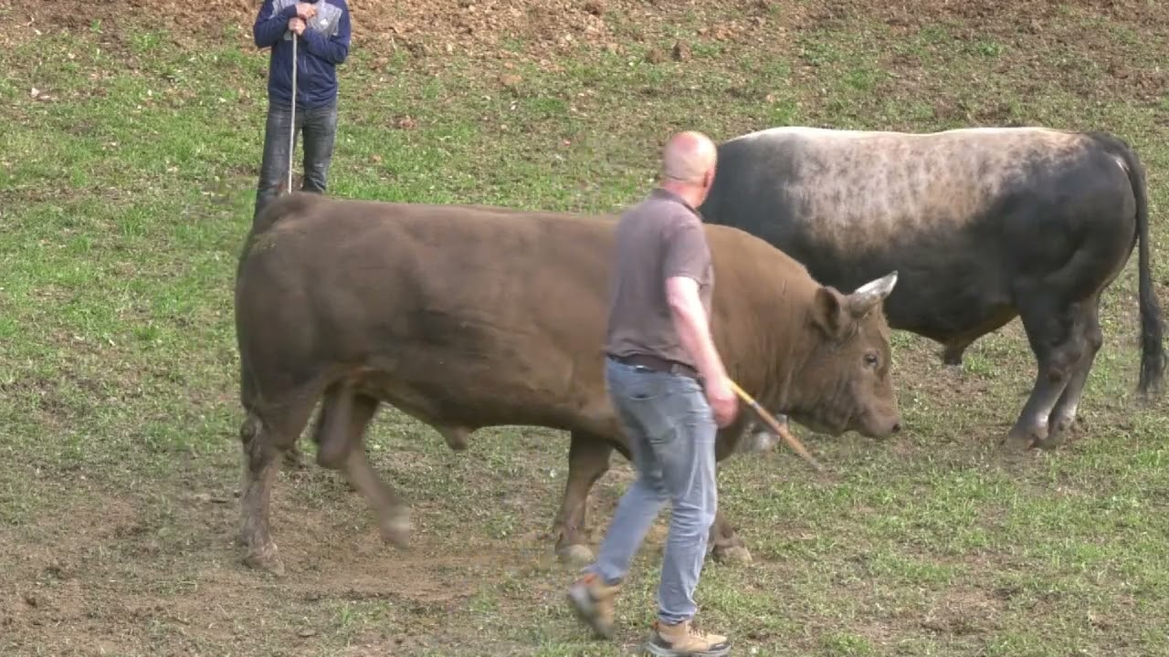 KOBRA BAJRIĆA I LUGO OD ŠAŠANA, DAR MAR 2025