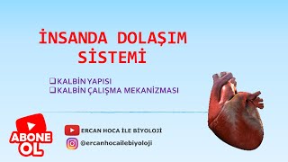 27) DOLAŞIM SİSTEMİ-2 (Ercan Hoca İle Biyoloji)