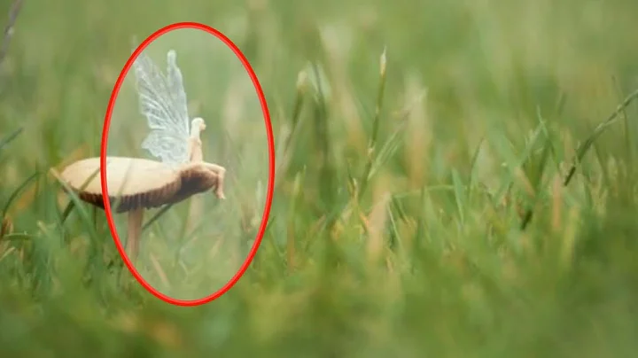 5 FAIRIES CAUGHT IN REAL LIFE  2018 - DayDayNews