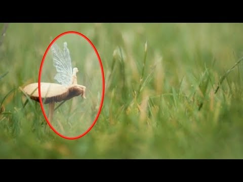 5 FAIRIES CAUGHT IN REAL LIFE  2018