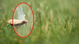 5 FAIRIES CAUGHT IN REAL LIFE  2018
