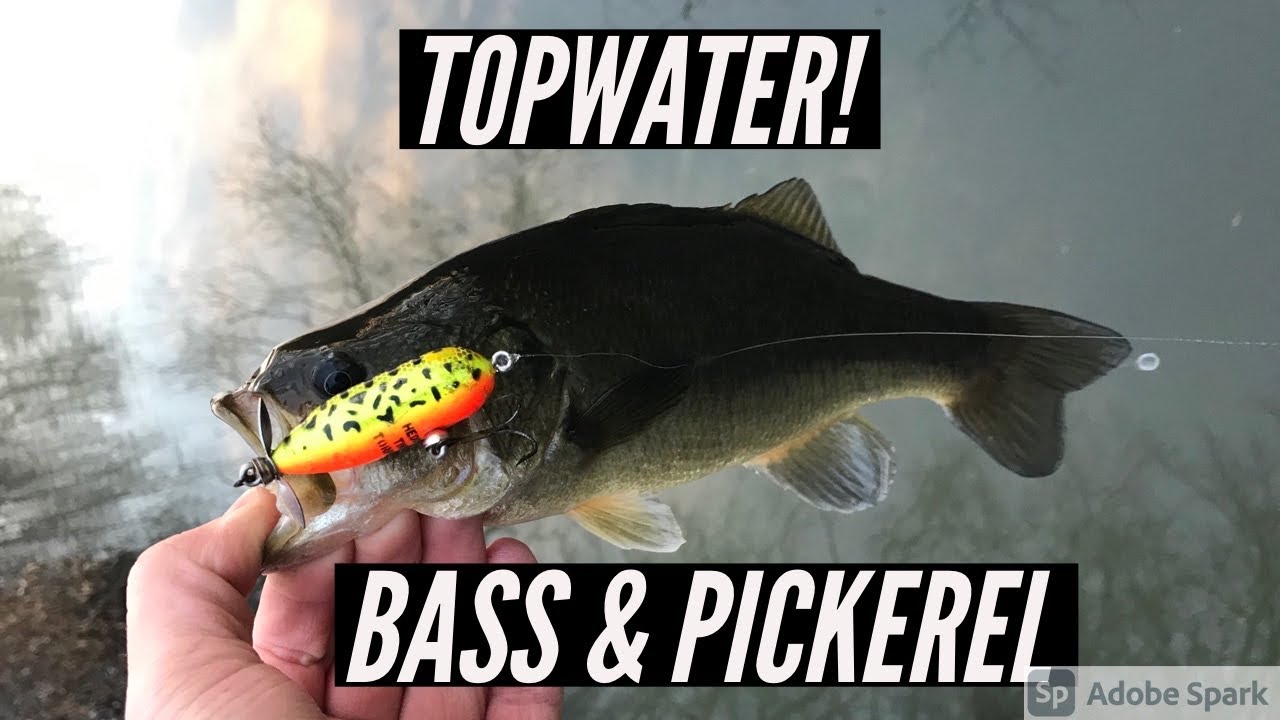bass lure set (20) Fishing Also featuring a rattling Style:CPB1SHLG3 Fishing Rod Max X Rods & Reels