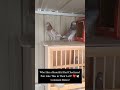 Who Has a Beautiful Red Checkered Pair Like This in Their Loft? ❤️🕊️ Comment Below!#RedCheckered