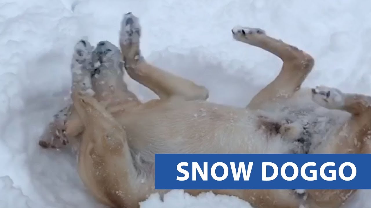 puppy paradise Dog Makes Snow Angels With Owner