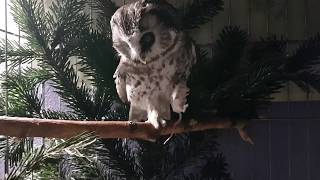 Chuchundriy the boreal owl. Breakfast time. How a blind owl lives.