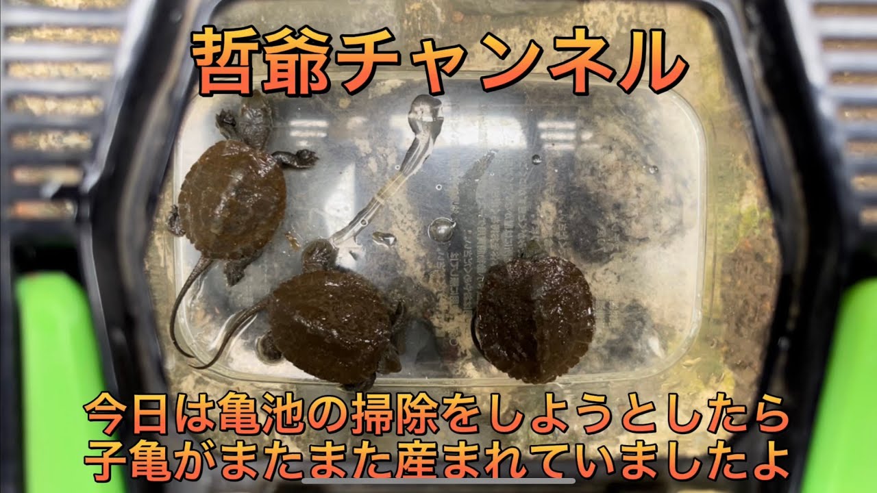 今日はニホンイシガメの池の掃除をしようとしたら、子亀がまたまた産まれていましたよ。今日は気温が低かったので子亀の元気が…冬眠の準備の続きもして ...