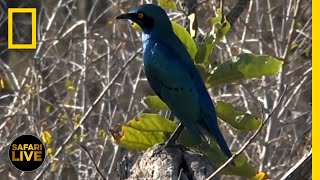 Safari Live - Day 182 | National Geographic