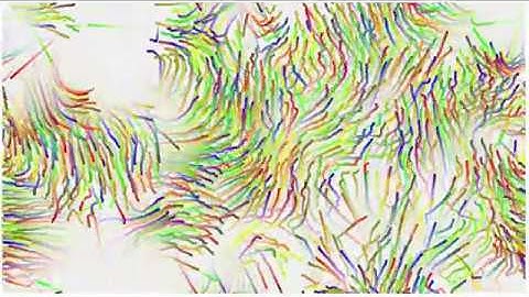 Flocking simulation 1