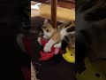 様々な動物を尻にしく猫