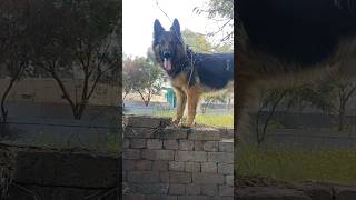 german shepherd dog 🐕🐕#trendingvideo #germanshepherd #explore #shortsfeed #security #dog