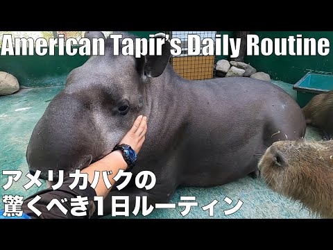 アメリカバクの驚くべき１日ルーティン【American tapir&rsquo;s Daily Routine】