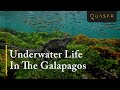 Underwater Life In The Galapagos Marine Life Galapagos Islands Fish