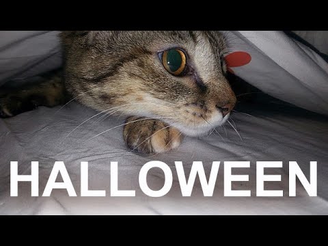 LE PRANK D'HALLOWEEN - PAROLE DE CHAT