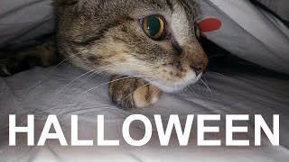 LE PRANK D'HALLOWEEN - PAROLE DE CHAT