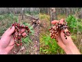 Hiking DEEP in the Woods to Find COLORFUL Little SNAKES!!