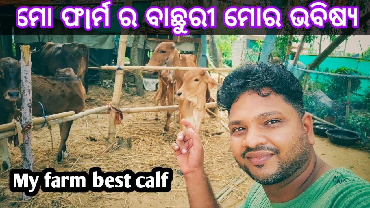 ମୋ ଫlର୍ମ ର ବାଛୁରୀ ମୋର ଭବିଷ୍ୟ / my best gir calf / odisha dairy farm