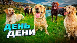 видео: Самый лучший день в жизни Дени. Встретили кучу лабрадоров. Покупаем в магазине все, что захочет Дени картинка: Самый лучший день в жизни Дени. Встретили кучу лабрадоров. Покупаем в магазине все, что захочет Дени