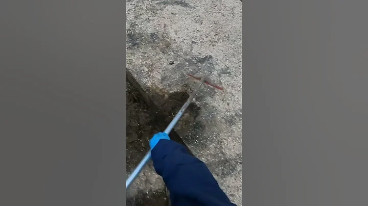Cleaning The Cowshed After Milking Cows, Modernest Method #farming #agriculture #cowlife #manure