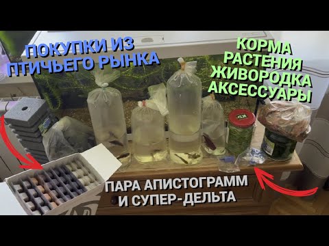 ПОКУПКИ ИЗ ПТИЧЬЕГО РЫНКА САДОВОДА МОСКВА (ВЕСНА 2023) l РАСТЕНИЯ, КОРМ, КУЧА ЖИВОРОДКИ, АКСЕССУАРЫ