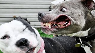 5 MOST DANGEROUS Dog Breeds(Are you a sucker for dogs? Well maybe you will reconsider your love for dogs after seeing these 5 dangerous dog breeds! Number 5 - Dogo Argentino The Dogo ..., 2015-07-22T14:00:02.000Z)