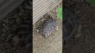탱크 거북 #직진이야 #육지거북 #봄나들이 #tortoise #마지나타 #탱크 #tank