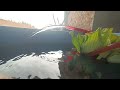 homemade fish pond ⚓