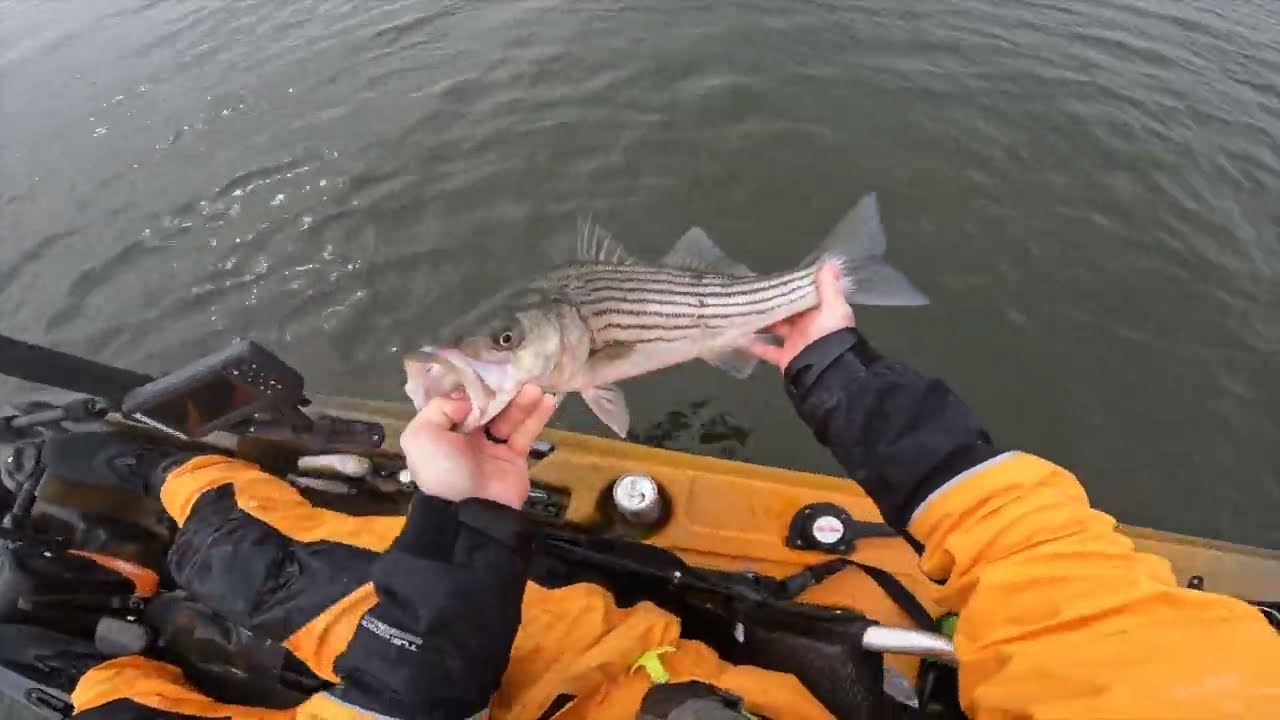 Shallow Water Striped Bass Fishing 