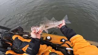 Shallow Water Striped Bass Fishing