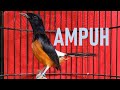 Sekali Pancing Murai Batu Apapun Nyaut Gacor Dan Ngeplong Mp3 - Mp4 Download