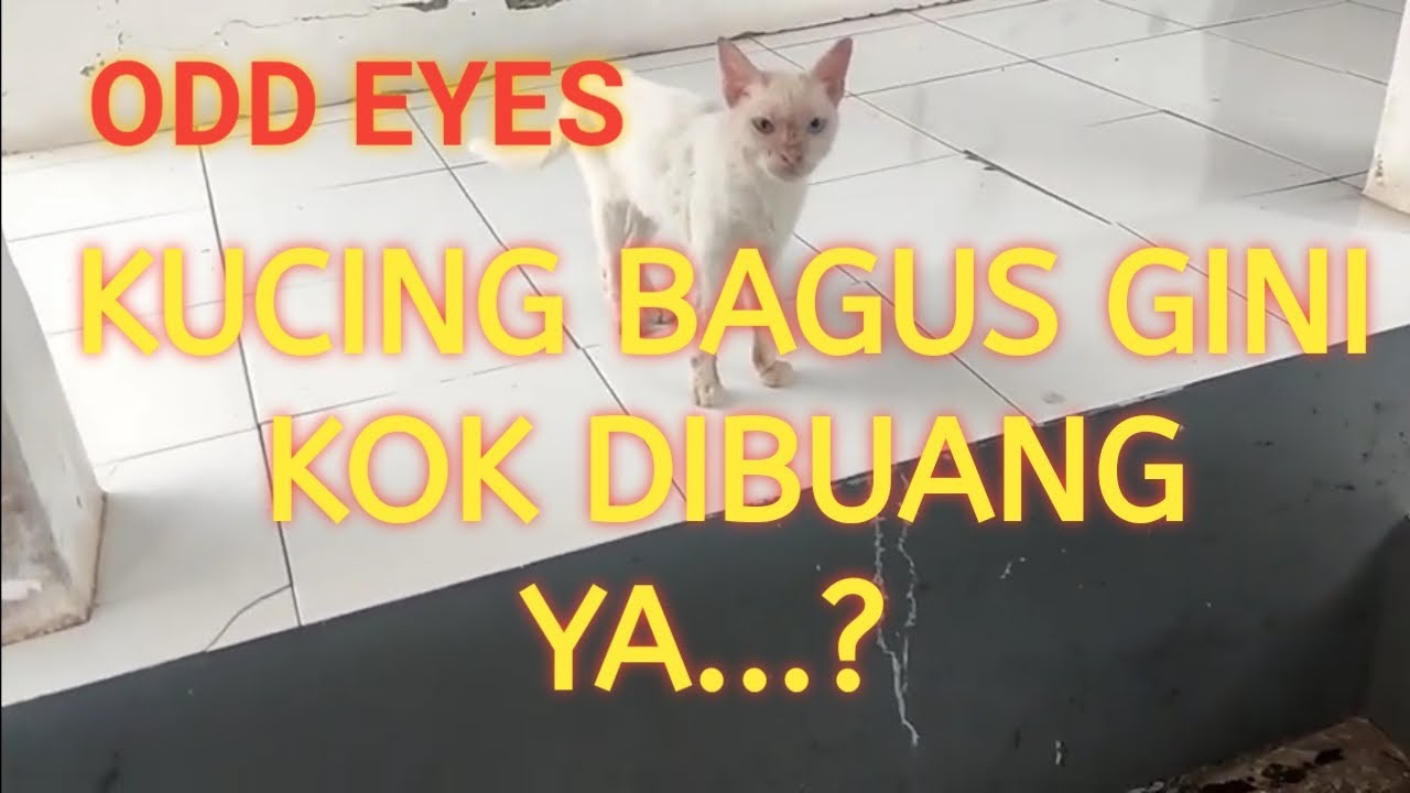 Rescue Kucing Odd Eyes Yang Dibuang Pemiliknya Homeless Odd Eyes Cat rescue-kucing-odd-eyes-yang-dibuang-pemiliknya-homeless-odd-eyes-cat
