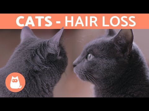 Why is My Cat LOSING HAIR? - Molting and Other Explanations