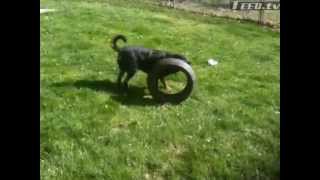 Diesel, our Rottie/Black Lab mix, Playing w his MotoGP Tire