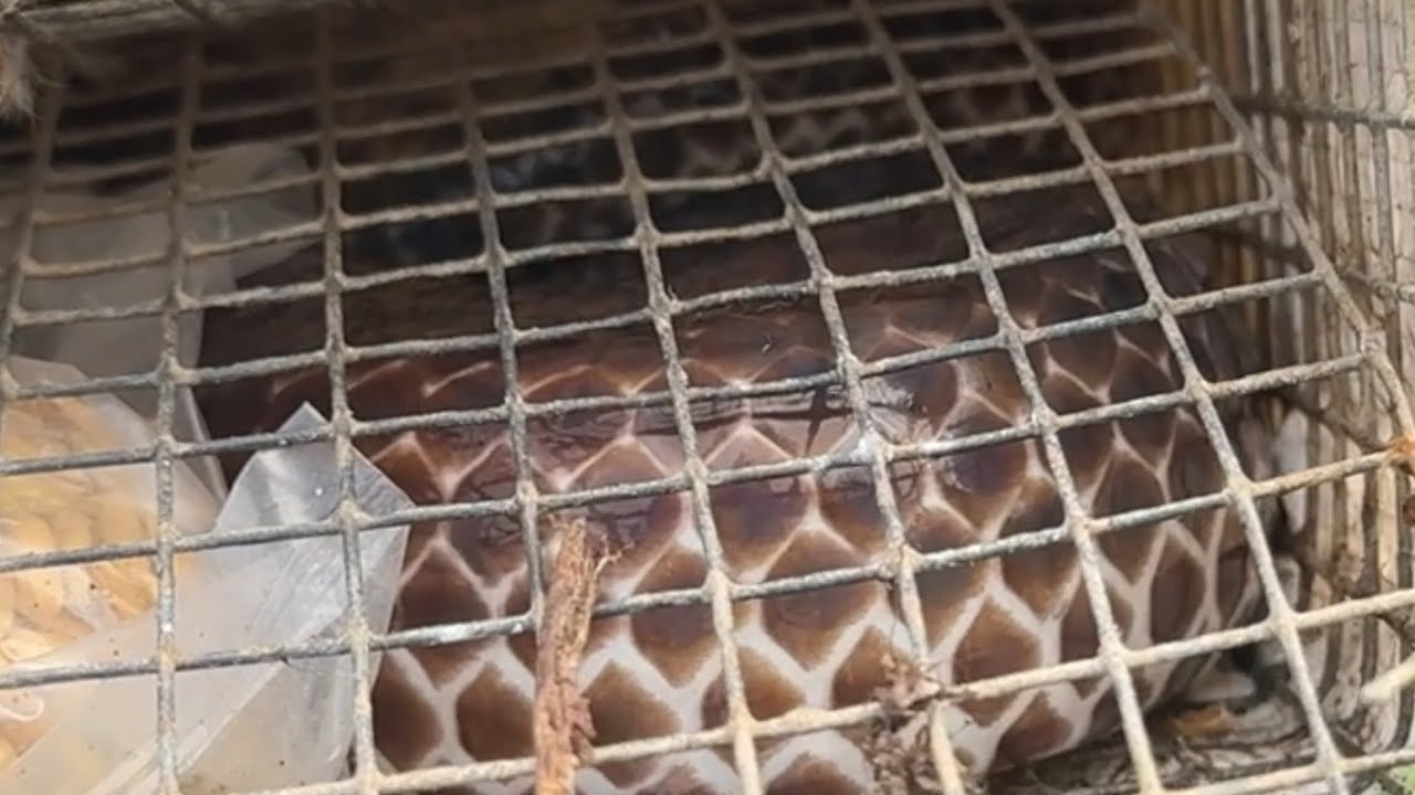 Võ Chí Tâm thăm bẫy mùa khô trúng mánh khi có hành đại hành nhất phần 166/ Săn bắt Sông Hậu TV 