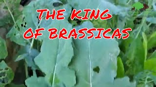 WHAT ARE THE VERY BEST BRASSICAS TO PLANT FOR DEER?