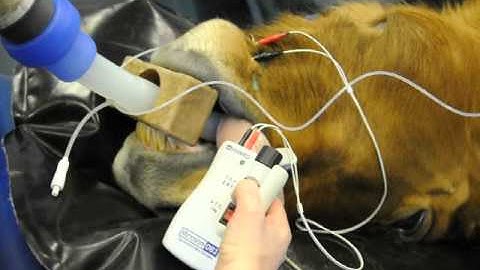 Microstim DB3 Nerve Stimulator - TOF (Train of Four) and TET (Tetanus Burst) on Horse Lip